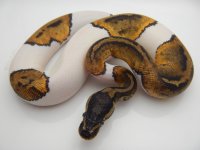12 275 FEMALE PIED 120G 900 033.jpg