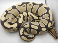 12 153 DESERT GHOST HET HYPO FEMALE 620G 5K 079.jpg