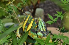 DSC_0740.jpg