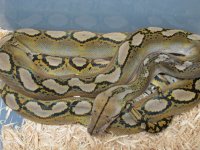 1.0 Motley Het Albino 2012 (3)_renamed_18449.jpg