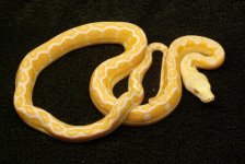 Female White Motley 2 - F WM02 a.jpg