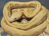 Male Blonde Tiger (3).jpg