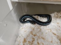 Similis adult male neon blue 6 7 2013.jpg