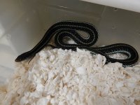 Similis adult female 6 7 2013.jpg