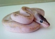 pastel champagne.jpg