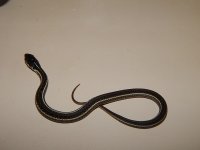 Similis baby born 6 7 2013.jpg