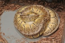 lemonblast on eggs.jpg