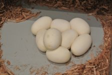 lemonblast eggs.jpg