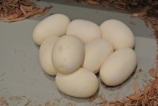 lemonblast eggs 2.jpg