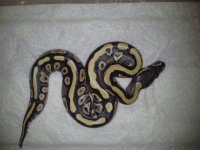 morgana kandk pythons.jpg