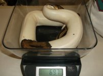 pied.jpg