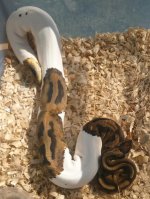 Pied Female.jpg