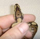 head mark.jpg
