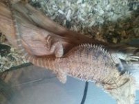 GetAttachment trans dragon female.jpg