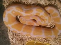 albino.jpg