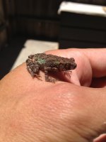 toadlet2.jpg