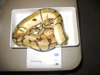 2010 bee female.jpg