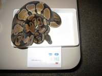 2010 calico male.jpg