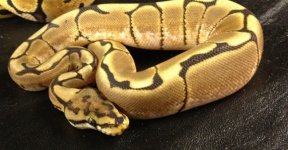 spider.JPG