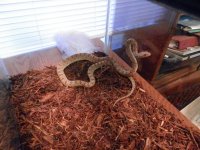 male rat whole.jpg