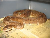 2009 pinstripe female.jpg