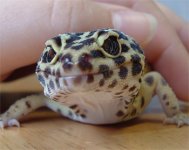BothEyes.jpg