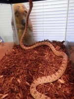 female rat bdy.jpg