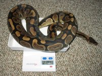 yellow belly female top.jpg