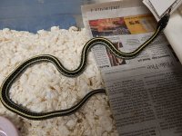 Plains 07 Het hybino male 2.jpg