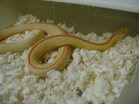 Plains hybino CB adult female 2 06 07 2010.JPG