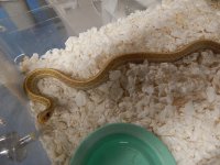 Eastern Florida albino adult male for sale.jpg