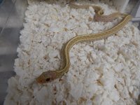 Eastern Florida albino adult male for sale 3.jpg