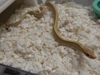 Eastern Florida albino adult male for sale 4.jpg