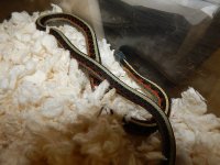 Red Side blue male 3 for sale.jpg