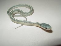 Red Sided blue baby.JPG