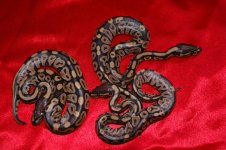 Mystics 5-2013 Sale Pic.jpg
