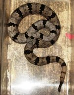 Male Franklin 01.JPG