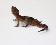 Female Hypermelanistic Het RAPTOR 2.jpg