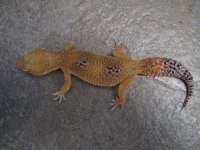 Female Hypermelanistic het raptor.jpg