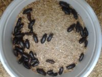 beetles.jpg
