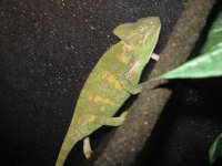 IMG_2539.jpg