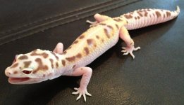 White & Yellow Mack Bell 66% Het Radar.jpg