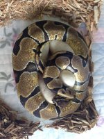 Enchi-F1 on eggs.JPG