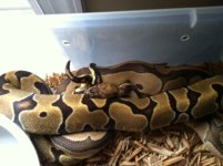 Clown x Enchi-22Feb2013.JPG