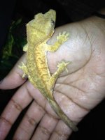 creamcrestie.jpg