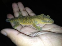 brindlecrestie.jpg