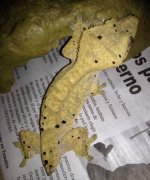 dalmationcrestie.jpg