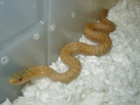Eastern golden garter 2 adult female.JPG