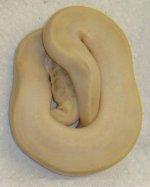 Ivory2.jpg