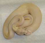 Ivory3.jpg